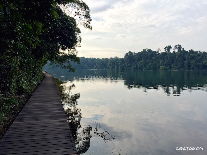 Macritchie boardwalk