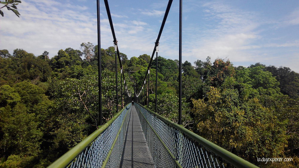 Macritchie treetop walk