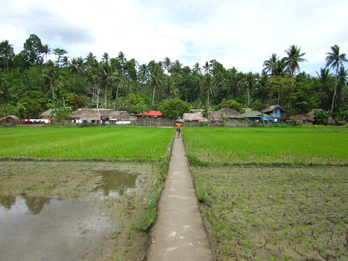 Walking across the local paddy fields