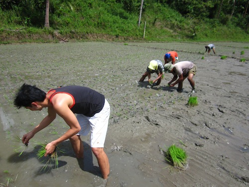 Planting in the paddies