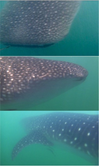 Fleeting shots while swimming with the whale sharks