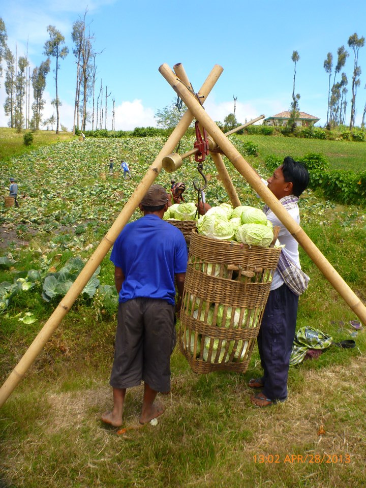 Walking through the village farms, including this one full of cabbage farmers 