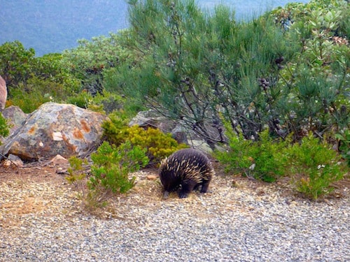 echidna-grampians