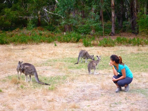 fyans-creek-kangaroos