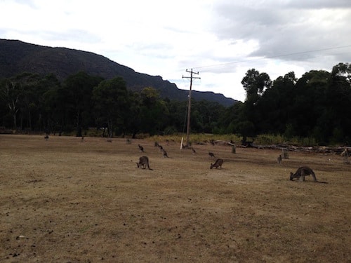 kangaroos-halls-gap