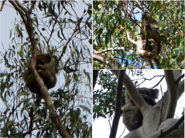 Wild koalas!!!