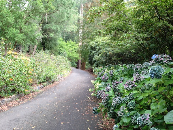 A breath of fresh air through the lush ferns, tall trees and colourful hydrangeas in the gardens