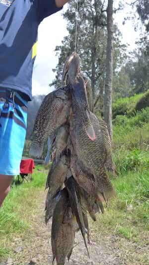 rinjani-fishes