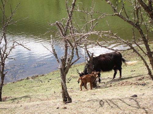 Pitacuo-baby-yak