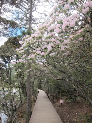 pink-azaleas