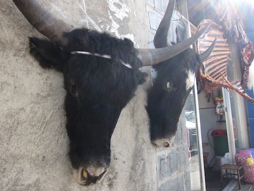 yak head