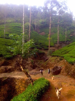 Dalhousie tea hills