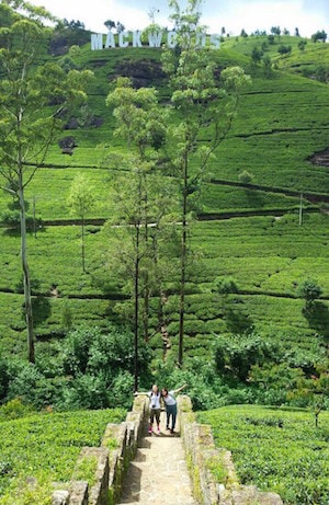 Mackwoods Sri Lanka