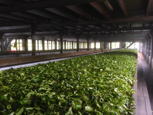 Sri lanka tea factory