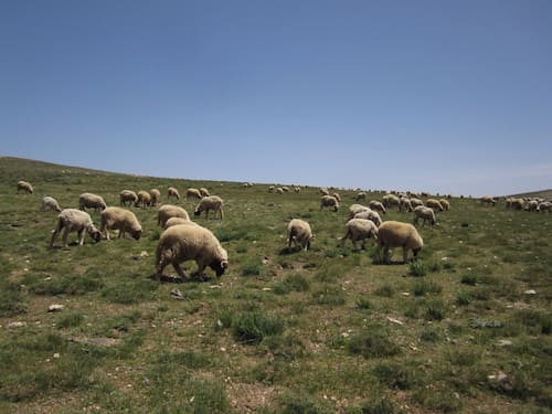 Moroccan-lamb