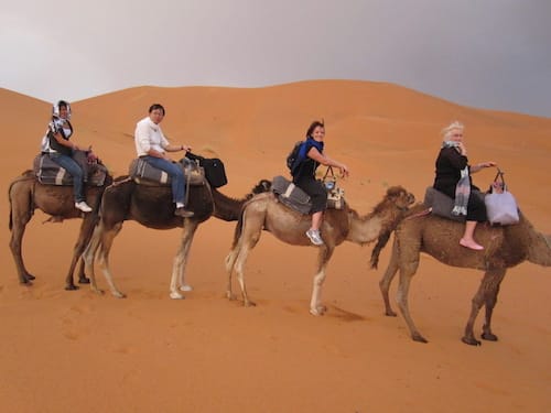 Sahara-camels