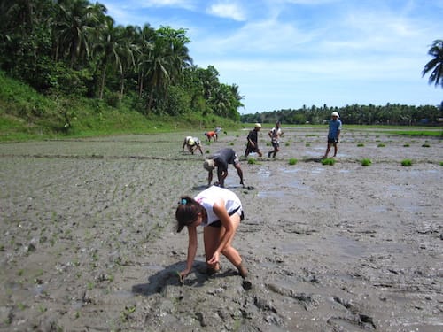 Donsol rice fields