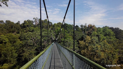 Macritchie-treetop-walk